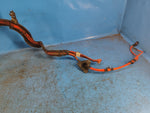 High-voltage wires BMW 6 SERIES (F13) 12-18 2013